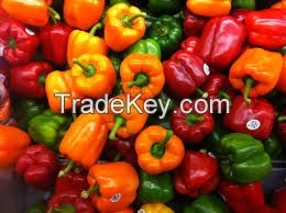 Green/poly  House - Fresh Capsicum (red, Green And Yellow)