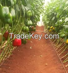 Green/poly  House - Fresh Capsicum (red, Green And Yellow)