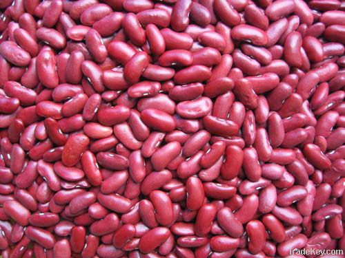 Dark Red Kidney Beans 180-200pcs/100g