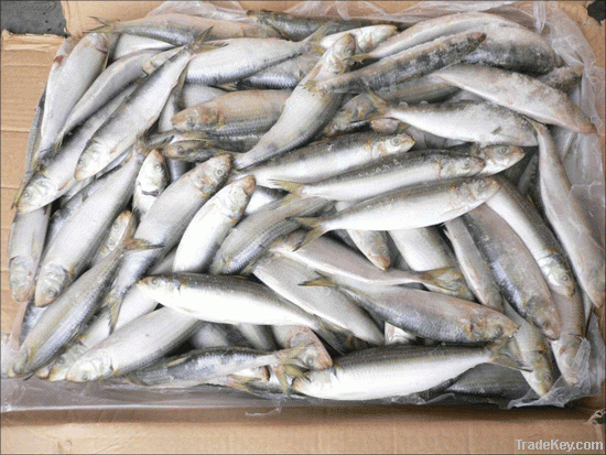 Best sardine fish