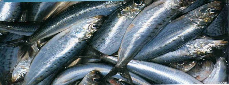 Best sardine fish