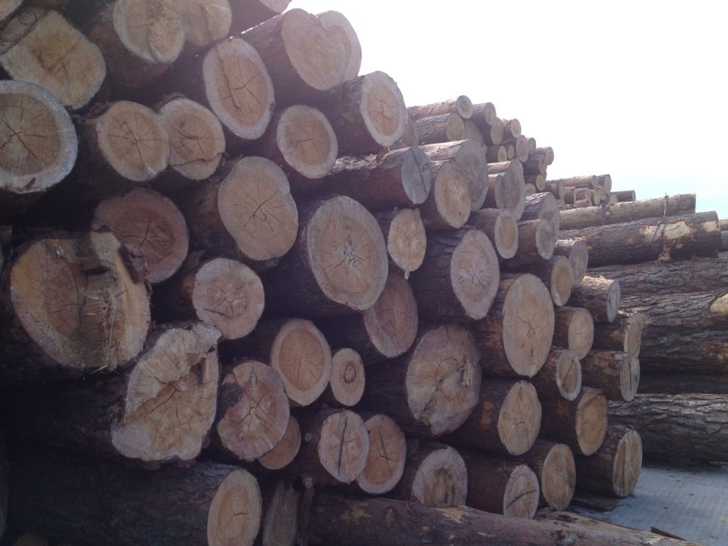 Best Pine Wood Logs