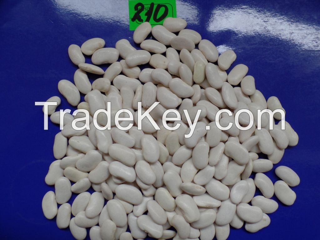 White Kidney Beans