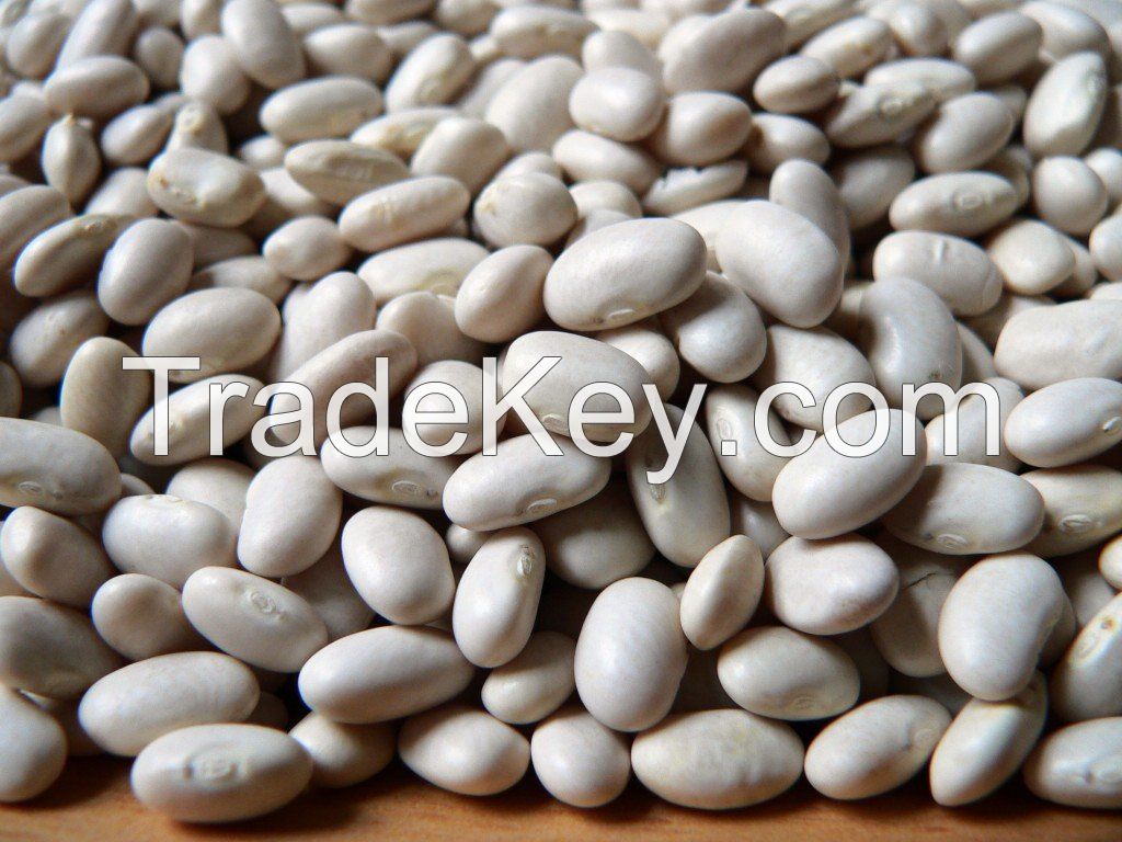  White Pea Beans