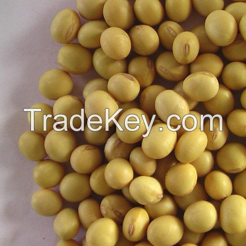 Soya Beans