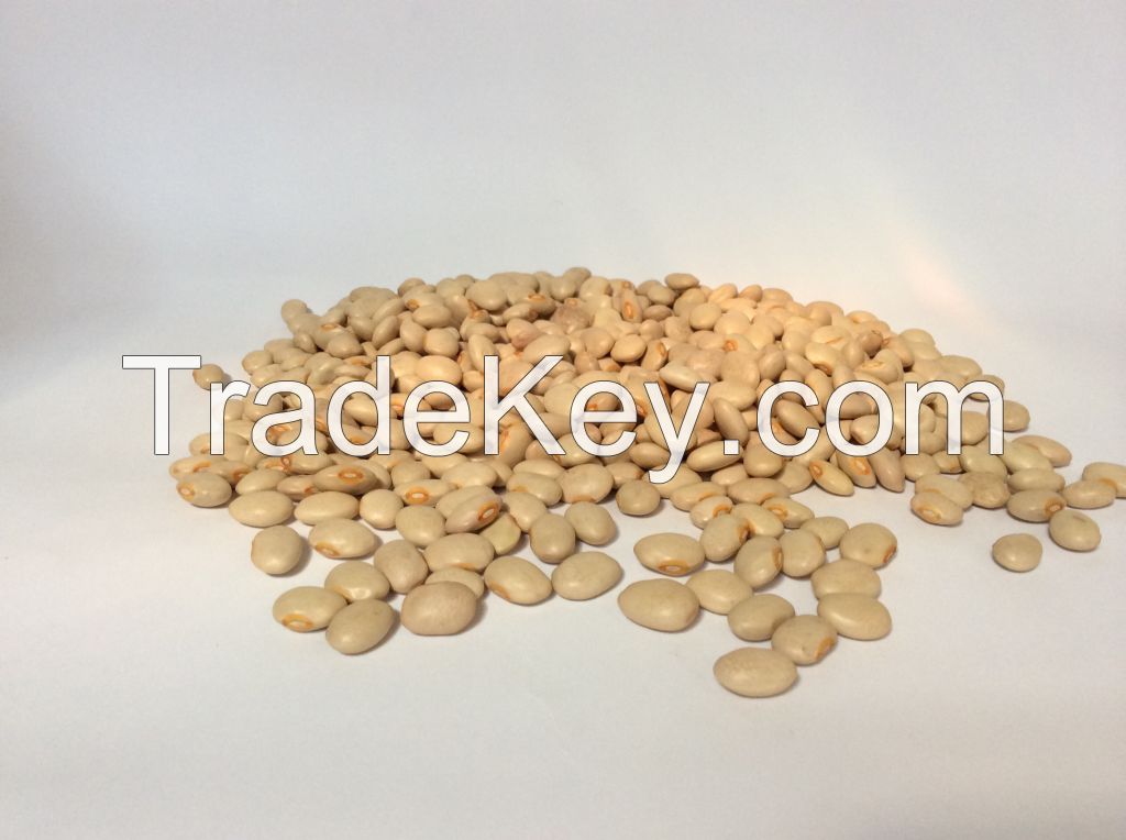 Ethiopian light brown kidney bean