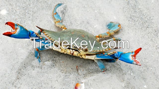 Live Blue Crab