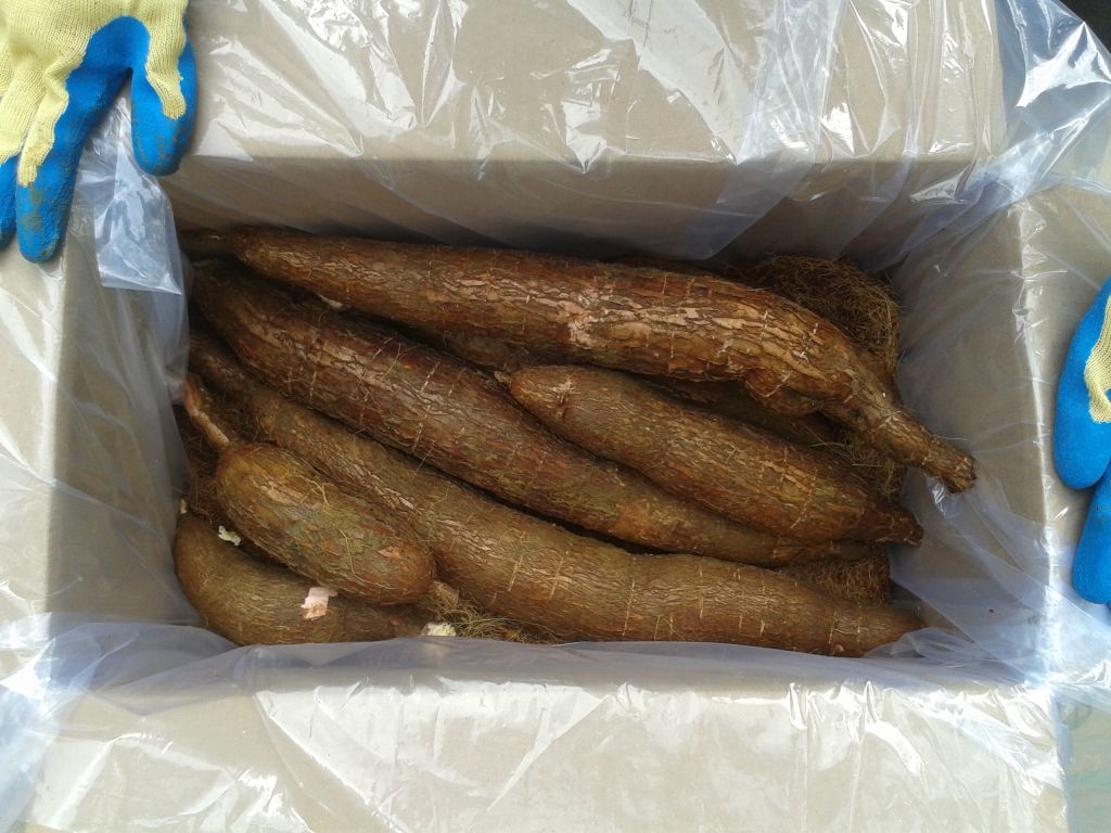 Fresh Cassava