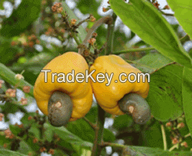 Cashew Nuts