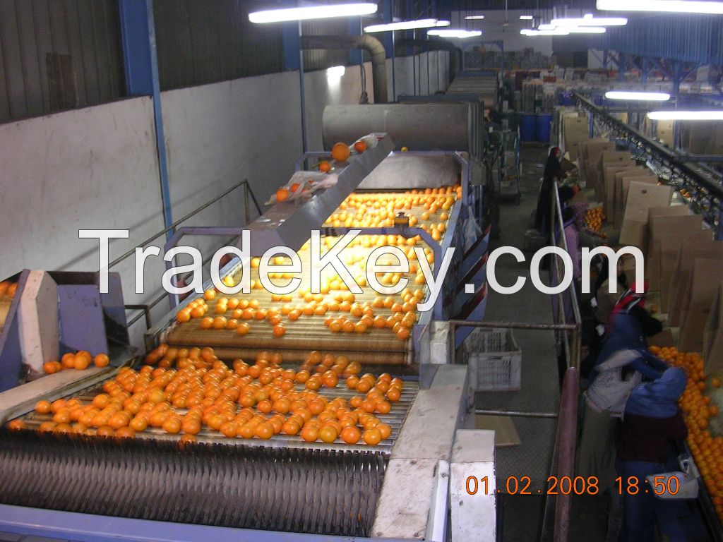 Fresh Egyptian Orange High quality for SaLe