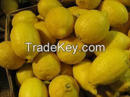 Egyptian lemon for sale and at competitive prices