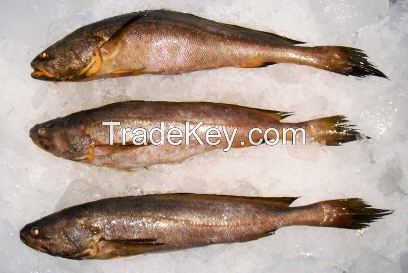 Frozen Croaker Fish