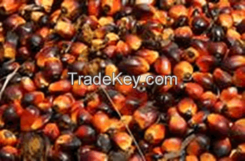 Palm-Kernel Oil