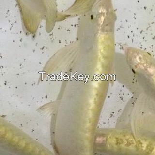 24K Golden arowana fish for sale. different sizes available