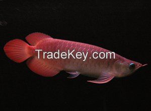 Banja red Arowana fishes for sale. different sizes available