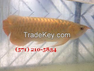 Asian Arowana fish 90% Goldhead  arowana fish for sale