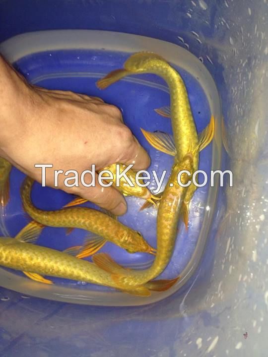 24K Golden arowana fish for sale. different sizes available