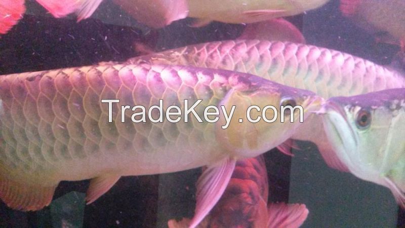 Super red Arowana fishes for sale. different sizes available