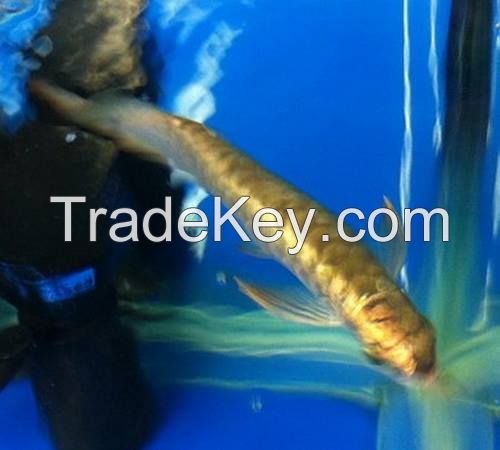 Asian Arowana fish 90% Goldhead  arowana fish for sale