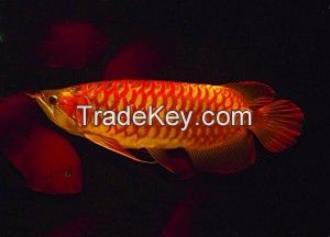 Chilli red Arowana fishes for sale. different sizes available
