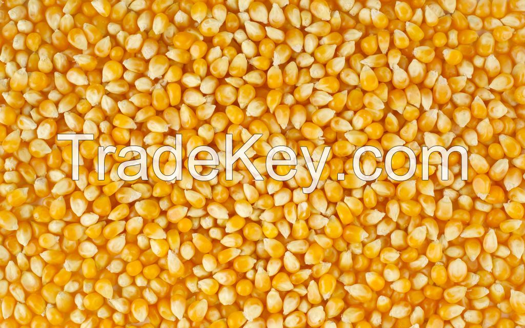 High quality yellow corn (maize) from Ukraine