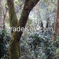 Phahikof Premium Arabica Beans