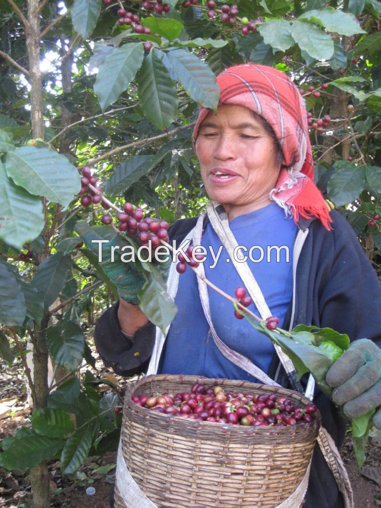 Phahikof Premium Arabica Beans