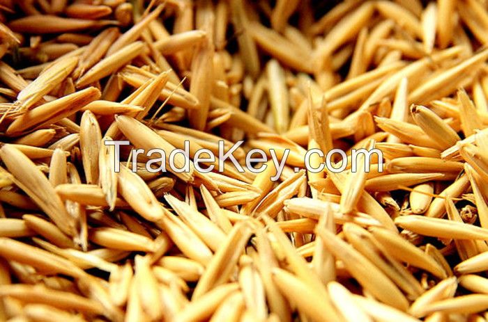 Oats from Ukraine