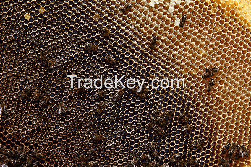 Nature pure Honey origin Ukraine