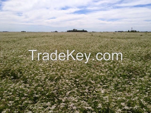 Coriander Seed