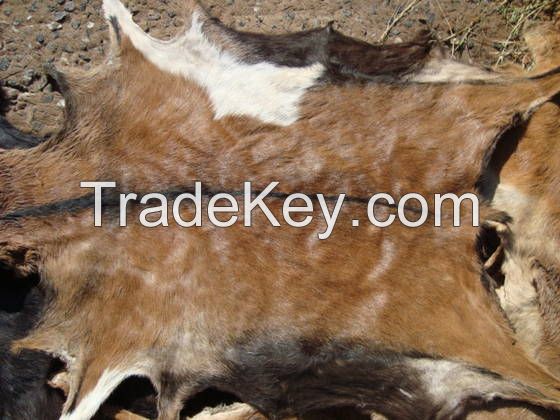 Dry and Wet Salted Cow and Sheep Skin, Wet salted Donkey / Cow Skin and Cow Hides and Other Animal Skin Avalaible