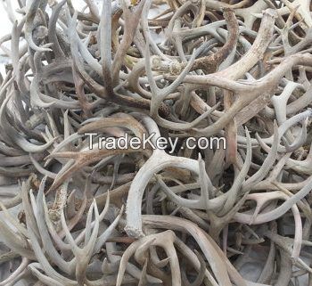 Naturally shed Whole Red Deer Antlers 