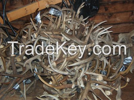 Naturally shed Whole Red Deer Antlers