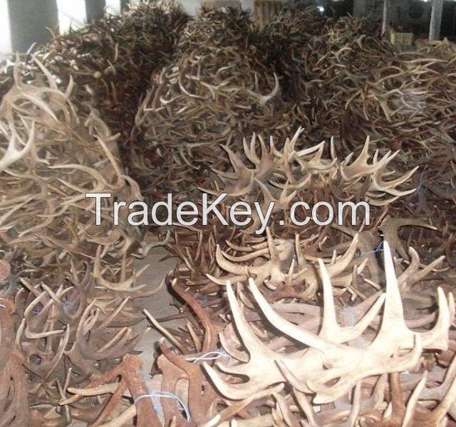 Naturally shed Whole Red Deer Antlers