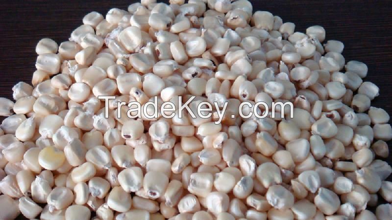 WHITE CORN | YELLOW CORN / MAIZE FOR SALE