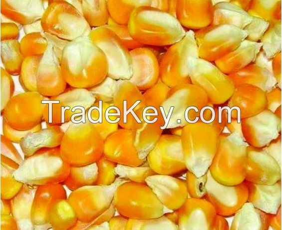 YELLOW CORN/ WHITE CORN |  / MAIZE FOR SALE