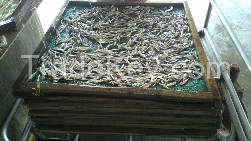 Best Frozen & Dried Anchovy At The Best Price In Russia