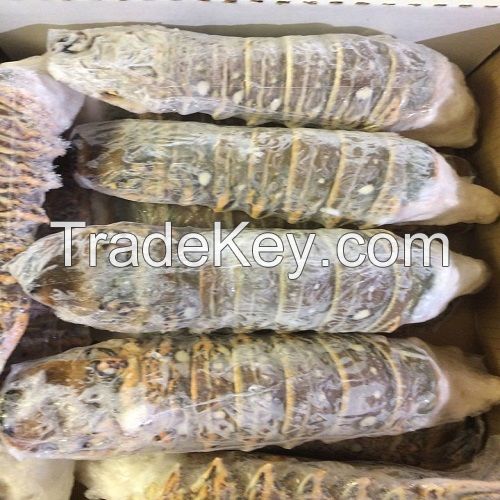 Frozen Lobster / Frozen Lobster Tails / Fresh Live Lobsters