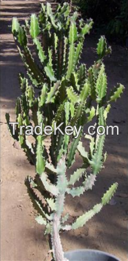 Euphorbia Lactea