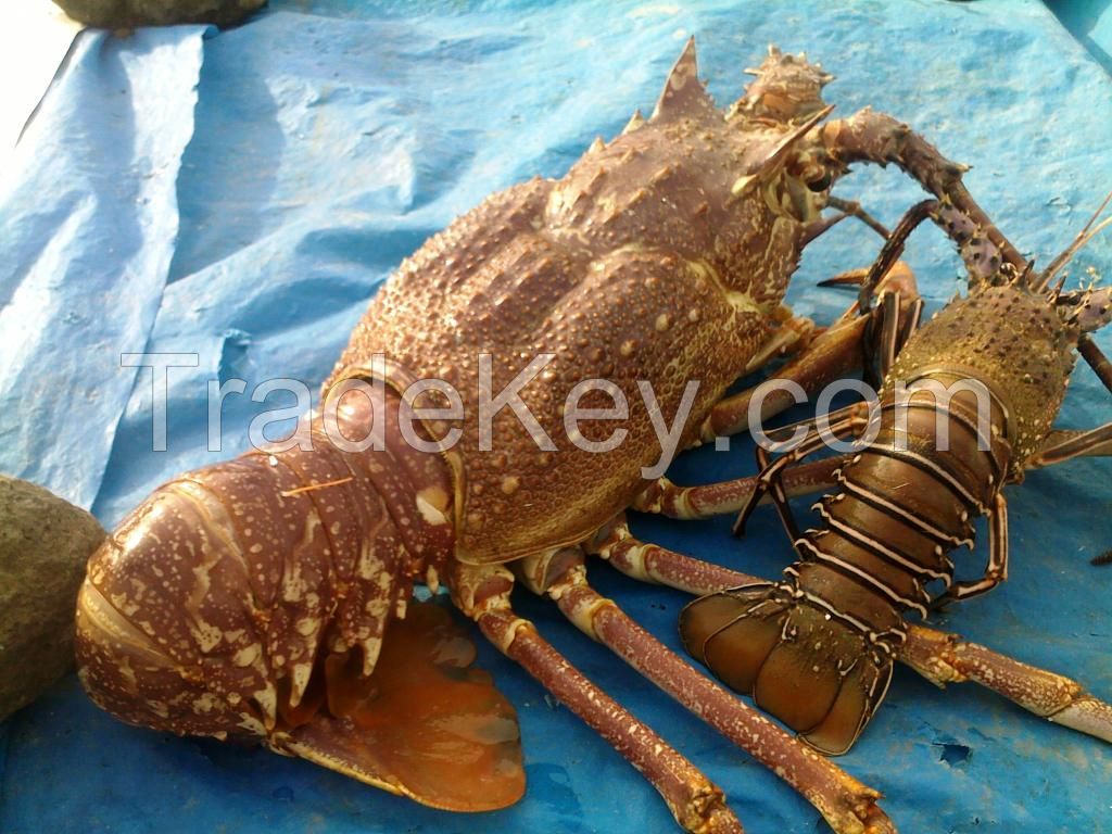 Live Tropical Spiny Lobsters