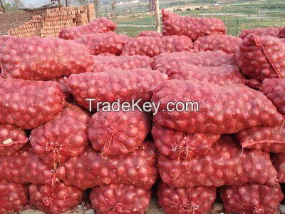 PREMIUM RED AND YELLOW ONION FOR SALE