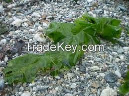 seaweed ulva lactuca sea lettuce  Dried