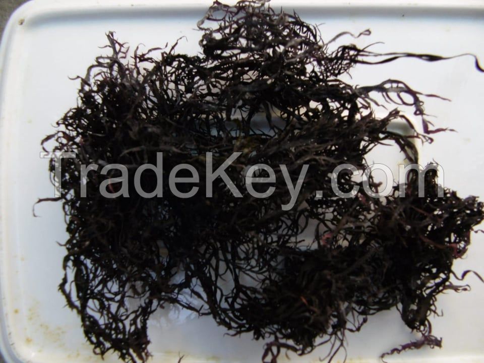 seaweed sea moss /  chondrus crispus / irish moss