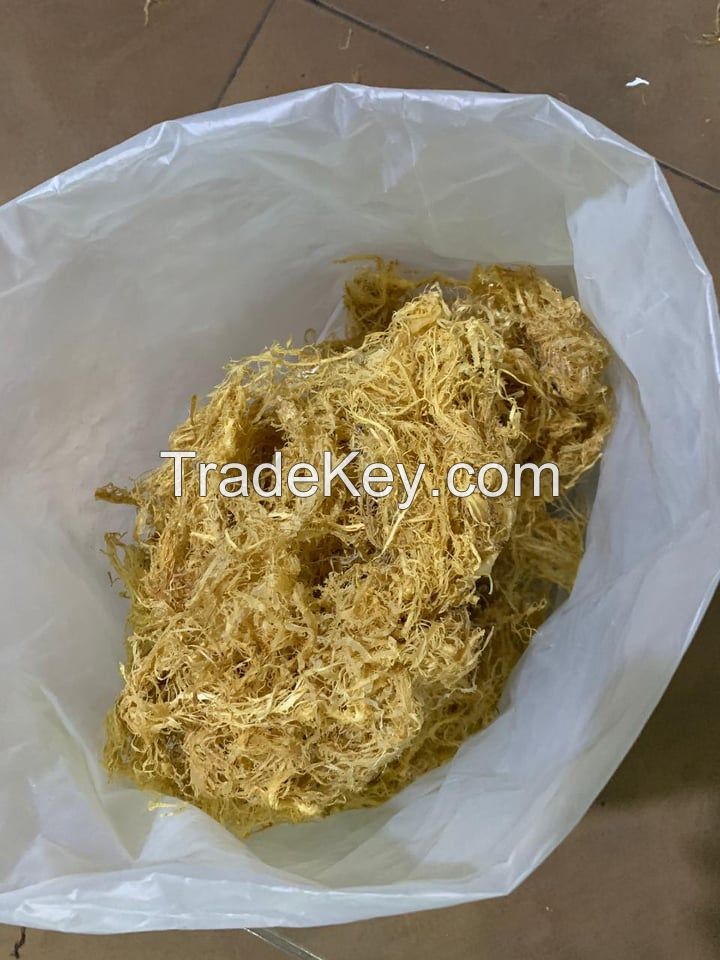 seaweed sea moss /  chondrus crispus / irish moss