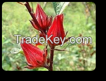 Hibiscus Flower