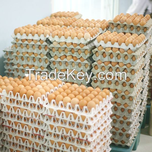 Egg Tray