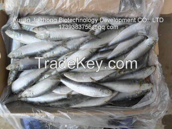 Frozen Sardine (Sardinella Longiceps)