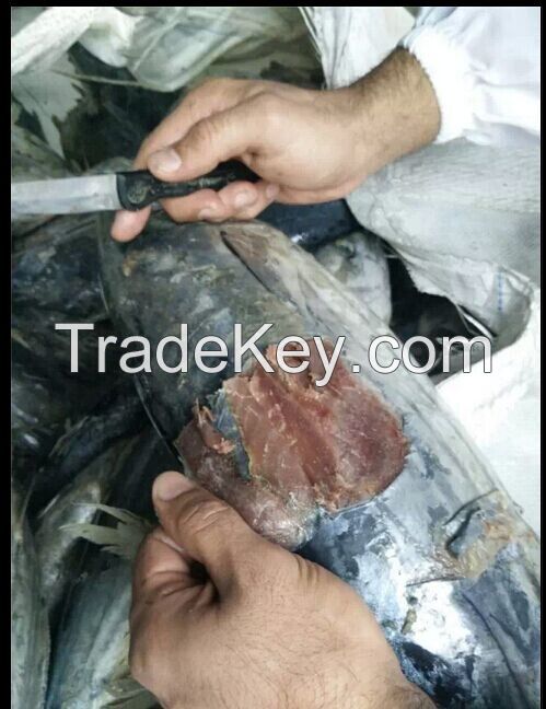 Frozen Skipjack Tuna