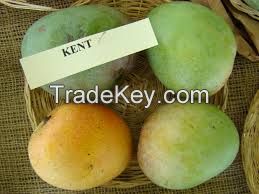 tropical mangoes
