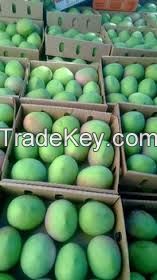 tropical mangoes